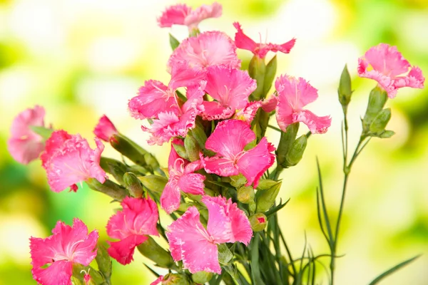 Bouquet of carnations, on bright background — Stock Photo, Image