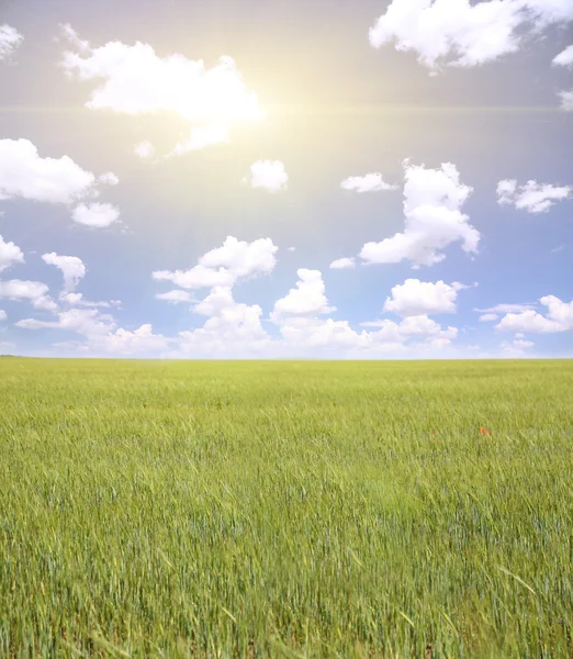 Schönes Feld mit Weizen — Stockfoto