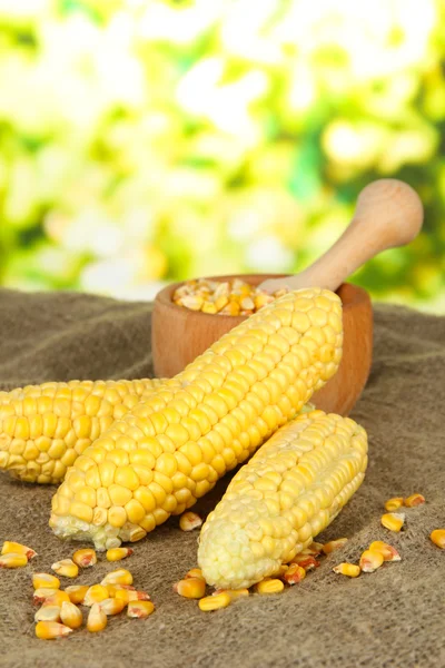 Fresh and dried corn on sackcloth, on bright background — Stock Photo, Image