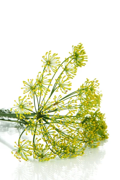 Dill flower isolated on white — Stock Photo, Image