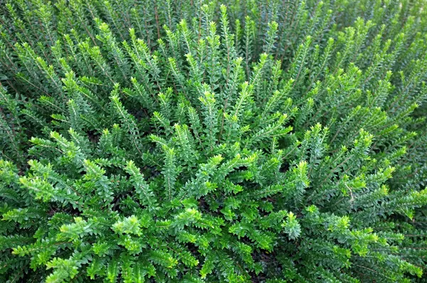 庭で新鮮な緑の植物の美しい背景 — ストック写真