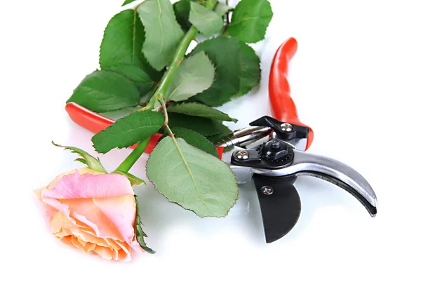 Garden secateurs and rose isolated on white — Stock Photo, Image