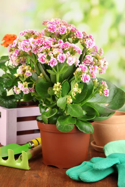Vackra blommor i krukor på träbord på naturliga bakgrund — Stockfoto