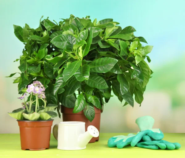 Beautiful flowers in pots on wooden table on natural background — Stock Photo, Image