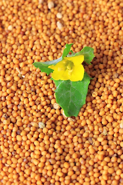 Sementes de mostarda com flor de mostarda, close-up — Fotografia de Stock