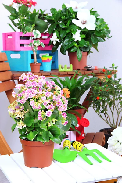 Many beautiful flowers in pots in room close-up — Stock Photo, Image