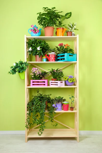 Vackra blommor i krukor på trähyllor i rum — Stockfoto