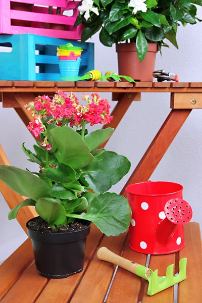 Many beautiful flowers in pots in room close-up — Stock Photo, Image