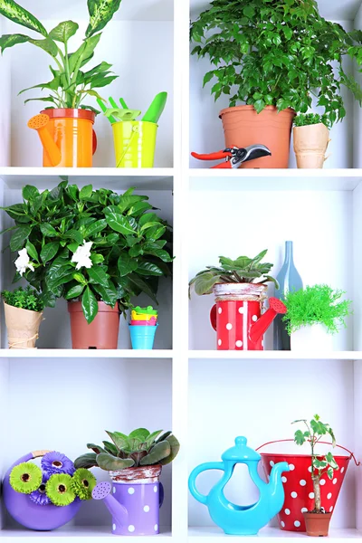 Beautiful flowers in pots on white shelves close-up — Stock Photo, Image