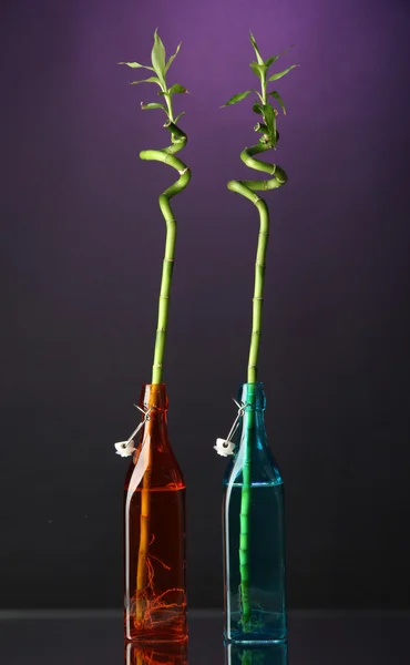 Bambou en bouteille sur fond lumineux — Photo