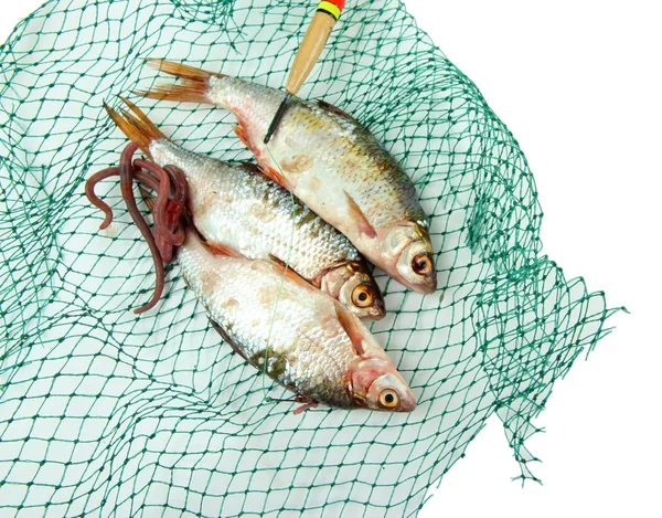 Poissons dans le filet de pêche isolés sur blanc — Photo