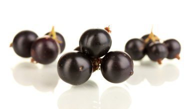 beyaz izole taze Siyah frenk üzümü