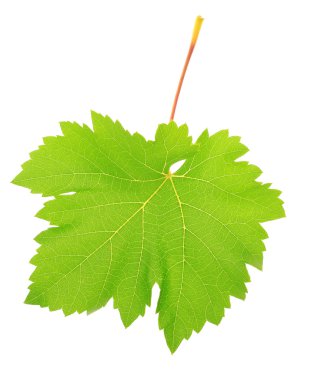 güzel yeşil yaprak üzerinde beyaz izole