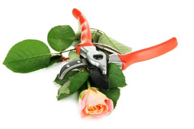 Bahçe secateurs ve üzerinde beyaz izole gül