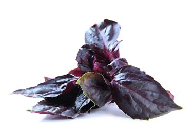 taze fesleğen, üzerinde beyaz izole