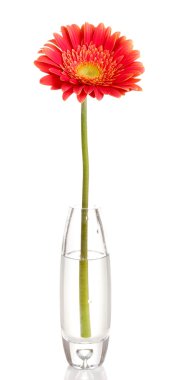 güzel gerbera cam aranjman beyaz izole