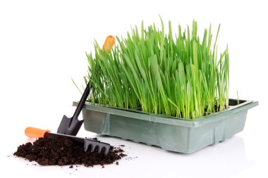 Tohum Kutusu ile üzerine beyaz izole fide