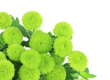 güzel yeşil krizantem üzerinde beyaz izole