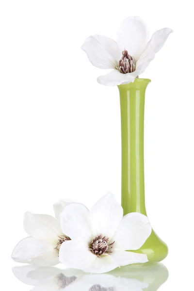 Schöne Magnolie in der Vase isoliert auf weiß — Stockfoto