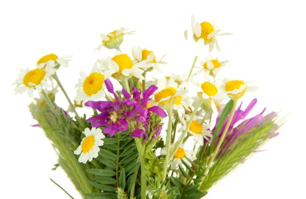 Beautiful wild flowers, isolated on white — Stock Photo, Image