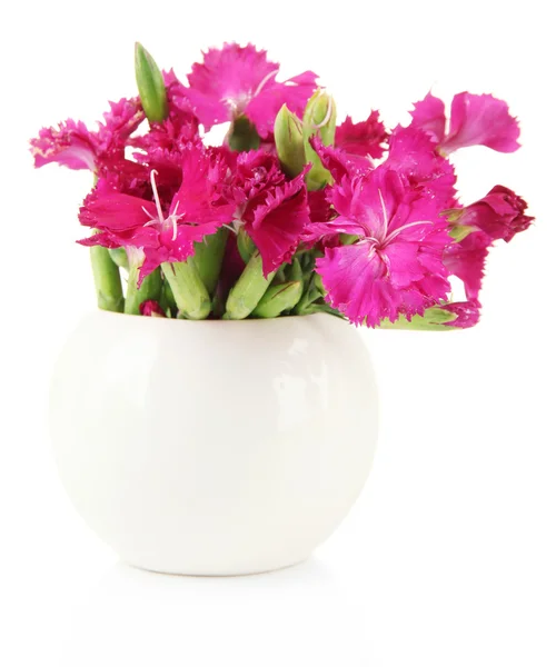 Bouquet of carnations in vase, isolated on white — Stock Photo, Image