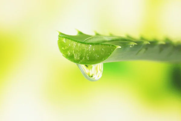 Foglia di aloe con goccia su sfondo naturale — Foto Stock