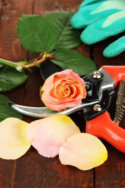 Zahradní zahradnické nůžky a rose na dřevěný stůl detail — Stock fotografie