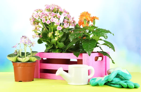 Schöne Blumen in Töpfen auf Holztisch vor natürlichem Hintergrund — Stockfoto