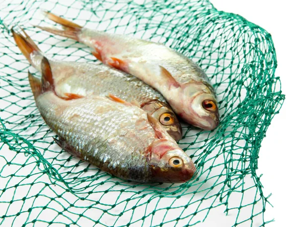 Ryby v rybářských sítí izolovaných na bílém — Stock fotografie