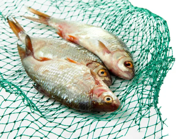 Peces en red de pesca aislados en blanco — Foto de Stock