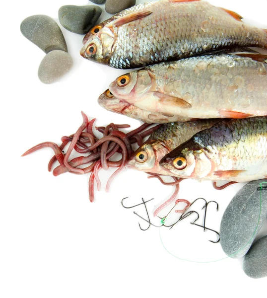 Fiskar och maskar isolerad på vit — Stockfoto