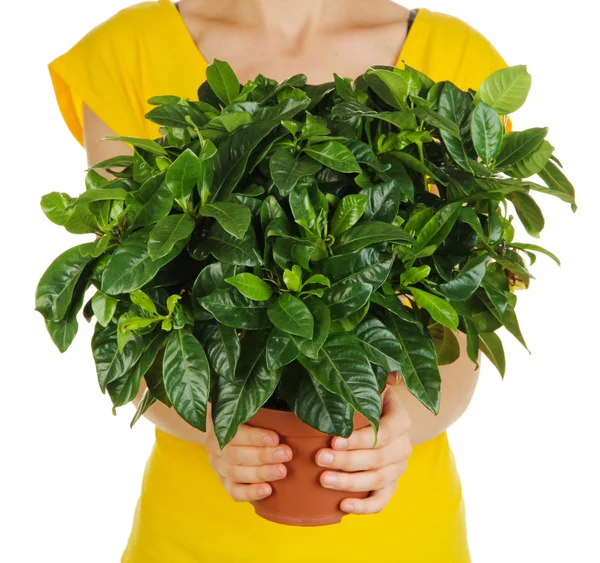 Belle fleur en pot dans les mains de la fille isolée sur blanc — Photo