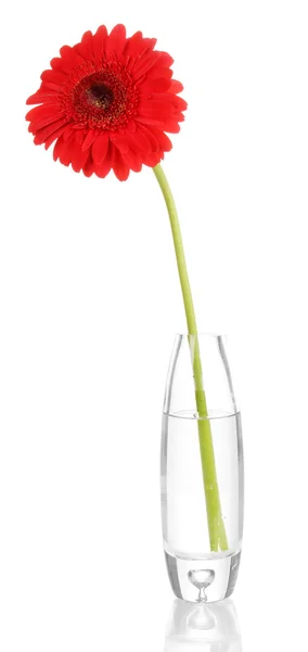 Az elszigetelt fehér váza szép gerbera — Stock Fotó