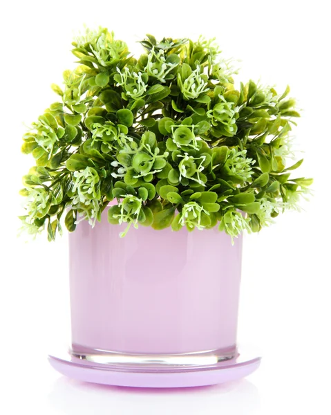 Beautiful green plant in vase isolated on white — Stock Photo, Image