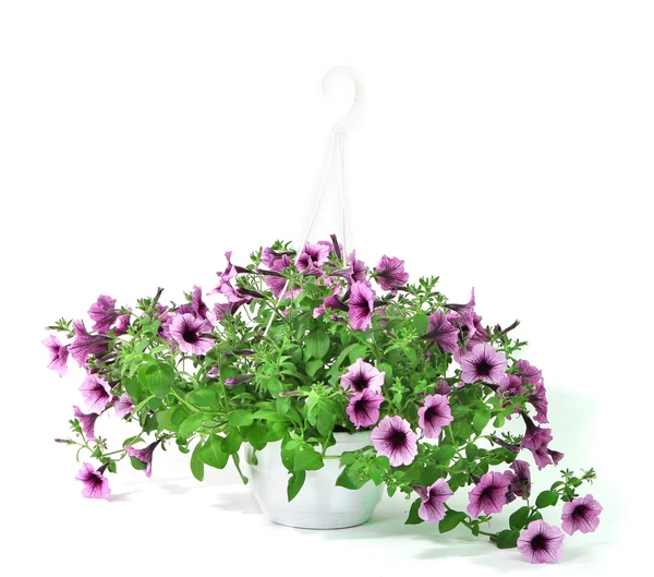 Pétunia violet en pot de fleurs sur fond blanc — Photo
