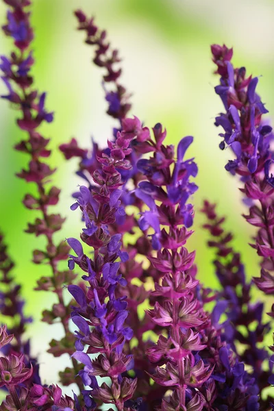 Flores Salvia em fundo natural — Fotografia de Stock