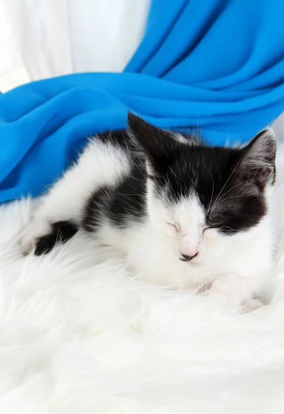 Mały kotek na biały dywan na tkanina tło — Zdjęcie stockowe