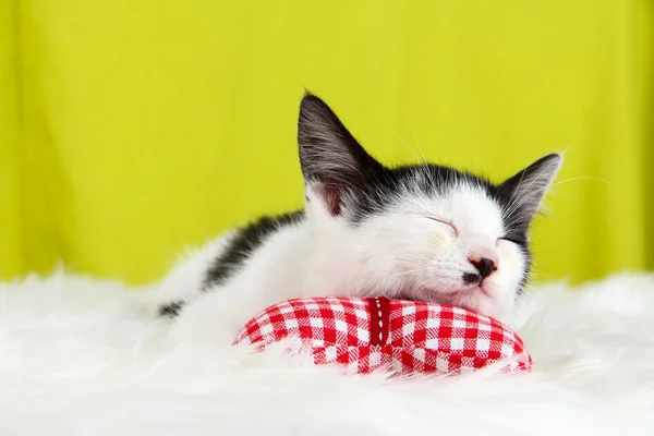 Petit chaton sur tapis blanc sur fond de tissu — Photo
