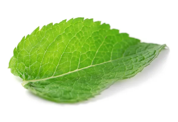 Hoja de menta fresca aislada en blanco —  Fotos de Stock