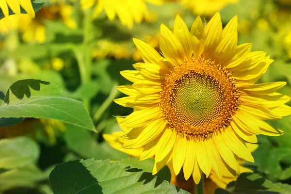 Hermoso girasol en el campo, de cerca —  Fotos de Stock