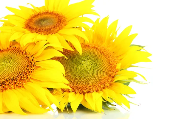 Girasoles aislados en blanco —  Fotos de Stock