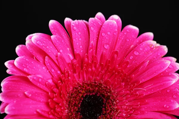 Krásný růžový gerbera květina na černém pozadí — Stock fotografie