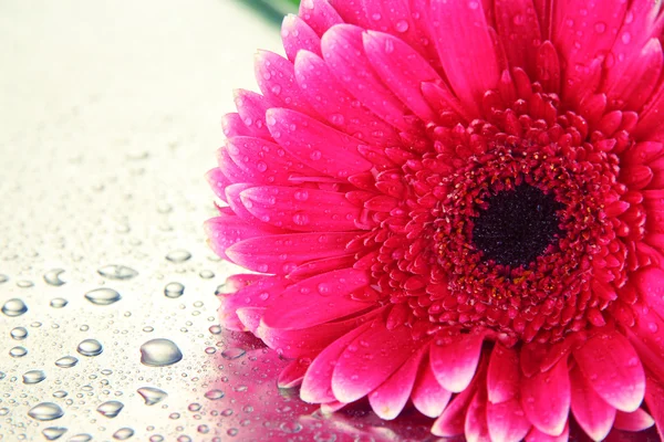 Hermosa flor rosa gerbera, de cerca — Foto de Stock