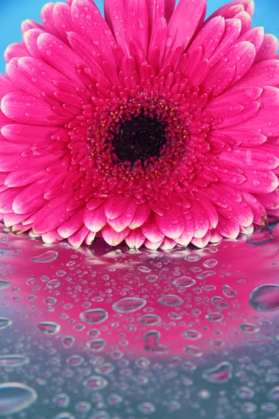 Bela flor de gerbera rosa, close up — Fotografia de Stock