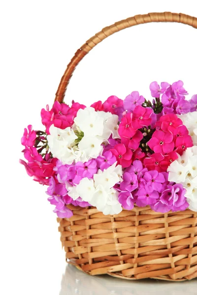 Beautiful bouquet of phlox in wicker basket isolated on white — Stock Photo, Image