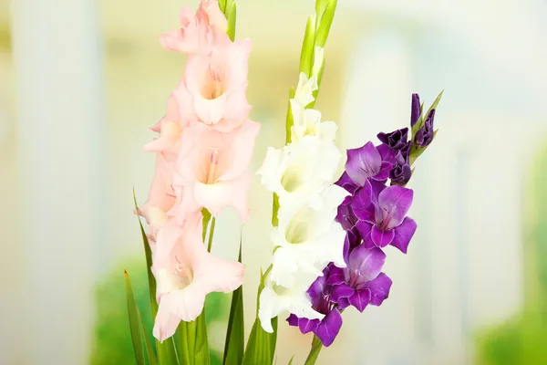 Красива квітка гладіолуса на яскравому фоні — стокове фото