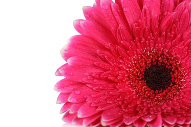 güzel pembe gerbera çiçek üzerinde beyaz izole