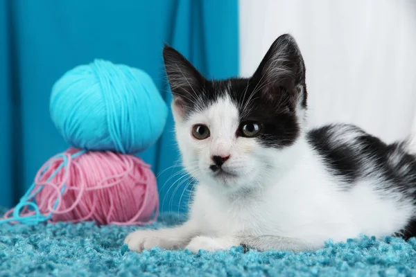 Gatito pequeño sobre alfombra azul sobre fondo de tela — Foto de Stock