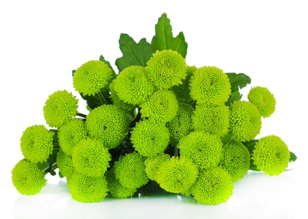 Schöne grüne Chrysantheme isoliert auf weiß — Stockfoto