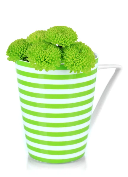 Beautiful green chrysanthemum in cup isolated on white — Stock Photo, Image